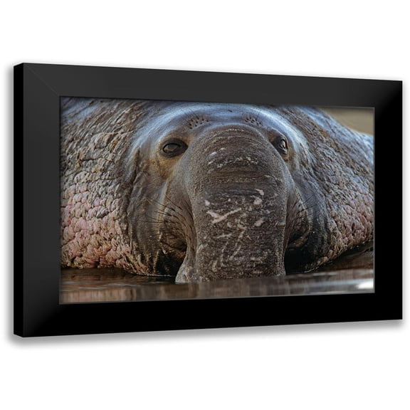 Fitzharris, Tim 14x11 Black Modern Framed Museum Art Print Titled - Northern Elephant Seal