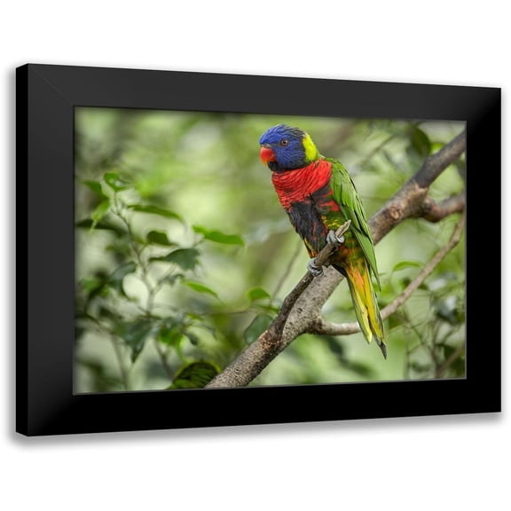 Fitzharris, Tim 14x11 Black Modern Framed Museum Art Print Titled - Rainbow Lory Green Naped Lory