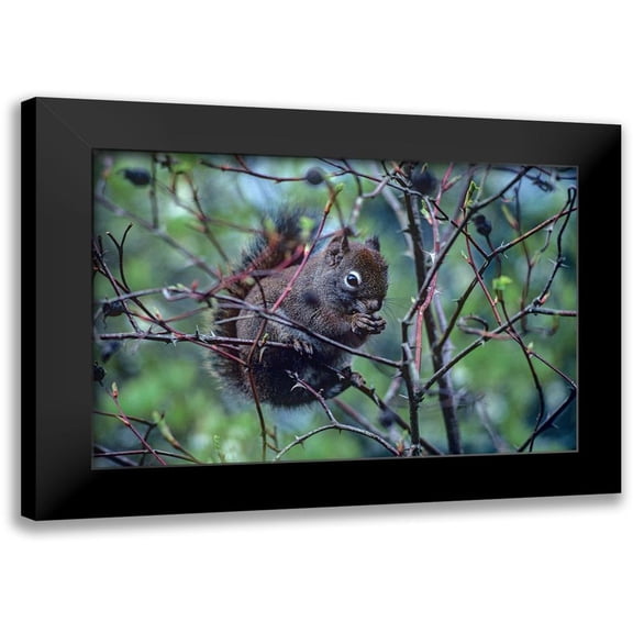 Fitzharris, Tim 14x11 Black Modern Framed Museum Art Print Titled - Red Squirrel eating rosehips
