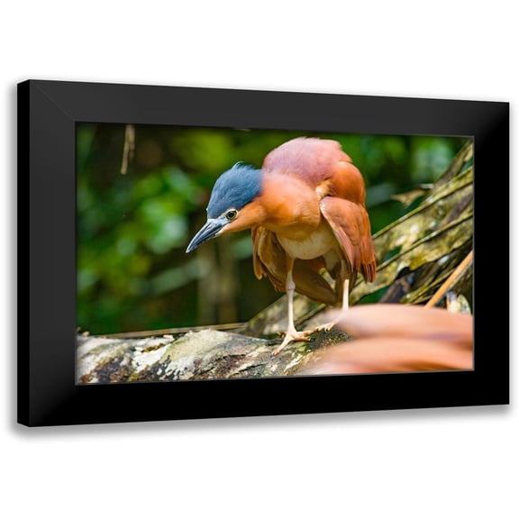 Fitzharris, Tim 14x11 Black Modern Framed Museum Art Print Titled - Reddish Heron-Sabah-Malaysia