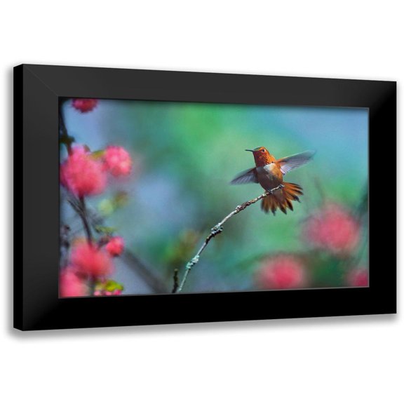 Fitzharris, Tim 14x11 Black Modern Framed Museum Art Print Titled - Rufous Hummingbird Among Red Flowered Currants