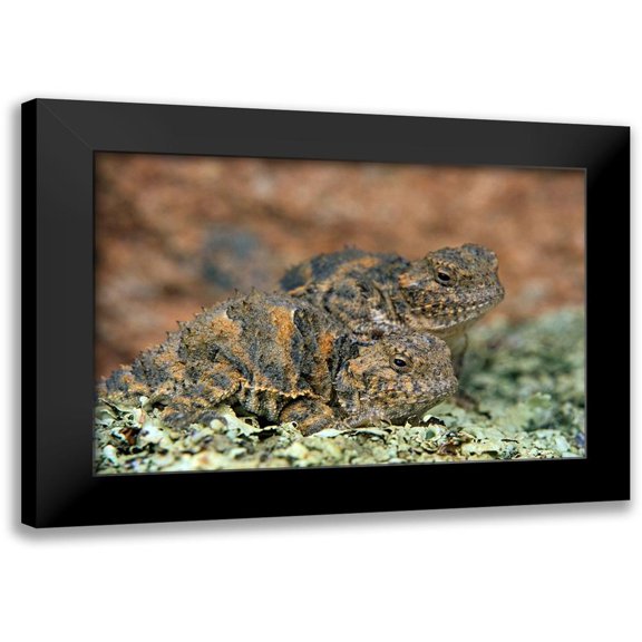 Fitzharris, Tim 14x11 Black Modern Framed Museum Art Print Titled - Short-horned Lizards