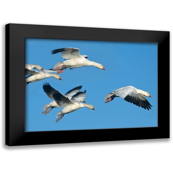 Fitzharris, Tim 14x11 Black Modern Framed Museum Art Print Titled - Snow Geese in Flight