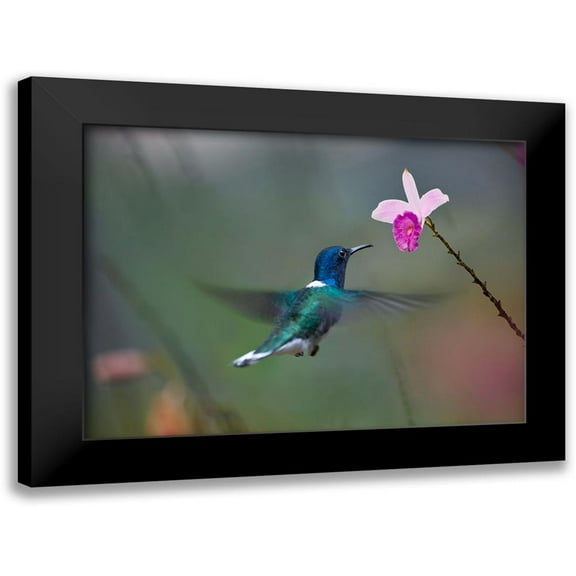 Fitzharris, Tim 14x11 Black Modern Framed Museum Art Print Titled - White Necked Hummingbird at Bamboo Orchid