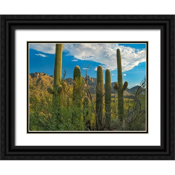Fitzharris, Tim 14x11 Black Ornate Wood Framed with Double Matting Museum Art Print Titled - Saguaro Cacti and Santa Catalina Mountains at Catalina State Park-Arizona