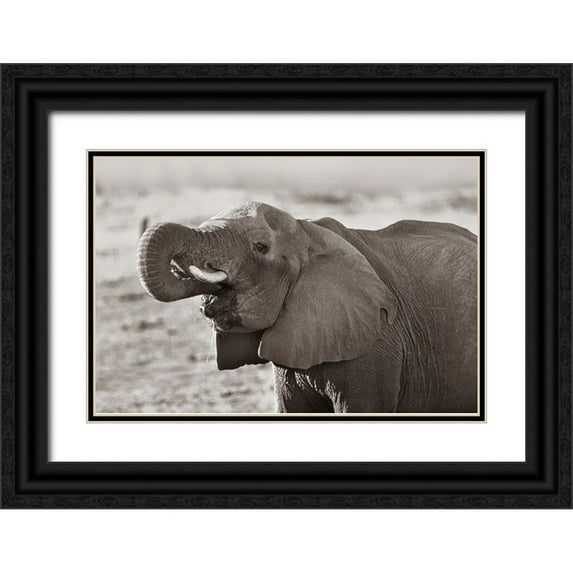 Fitzharris, Tim 14x11 Black Ornate Wood Framed with Double Matting Museum Art Print Titled - African elephant drinking-Zimbabwe Sepia