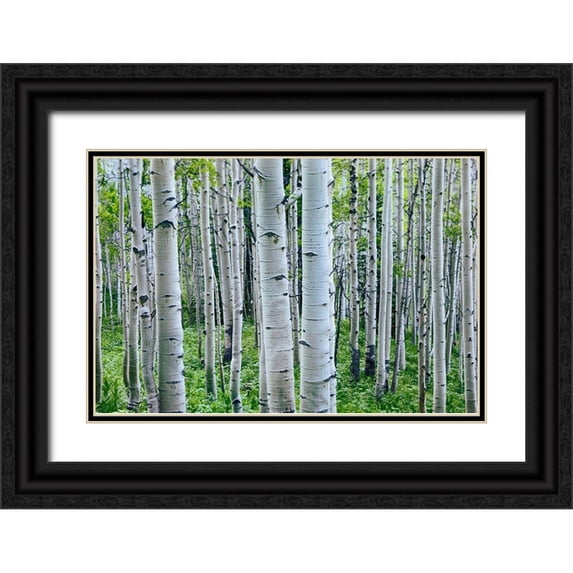 Fitzharris, Tim 14x11 Black Ornate Wood Framed with Double Matting Museum Art Print Titled - Aspen Trunks