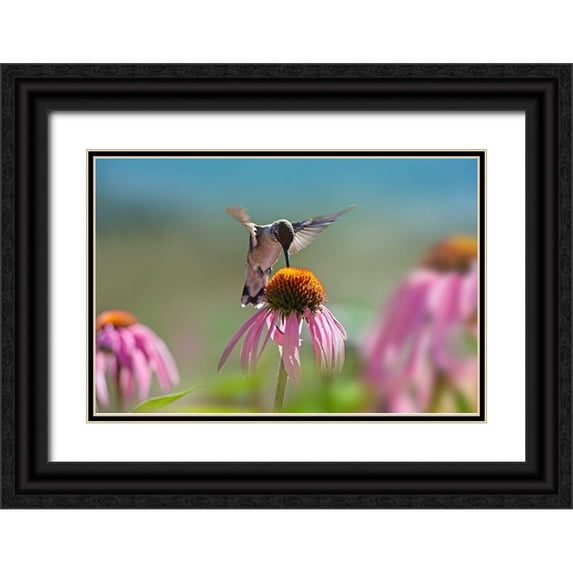 Fitzharris, Tim 14x11 Black Ornate Wood Framed with Double Matting Museum Art Print Titled - Black Chinned Hummingbird on Purple Coneflower