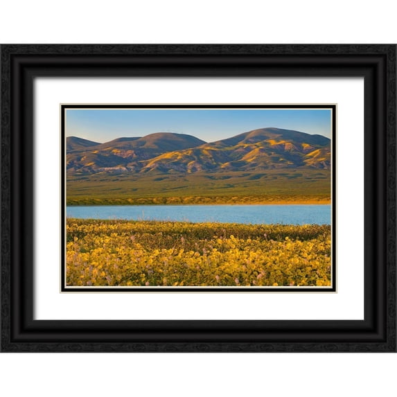 Fitzharris, Tim 14x11 Black Ornate Wood Framed with Double Matting Museum Art Print Titled - Yellow Daisies and Tremblor Range