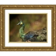 thumbnail image 1 of Fitzharris, Tim 14x11 Gold Ornate Wood Framed with Double Matting Museum Art Print Titled - Peacock V, 1 of 4