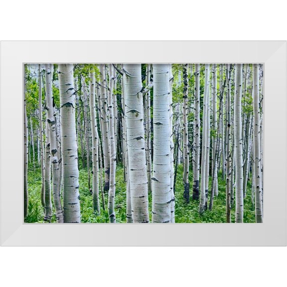 Fitzharris, Tim 14x11 White Modern Wood Framed Museum Art Print Titled - Aspen Trunks