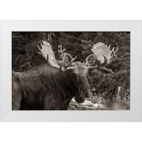 Fitzharris, Tim 14x11 White Modern Wood Framed Museum Art Print Titled - Bull moose-Rocky Mountains Glacier National Park-Montana