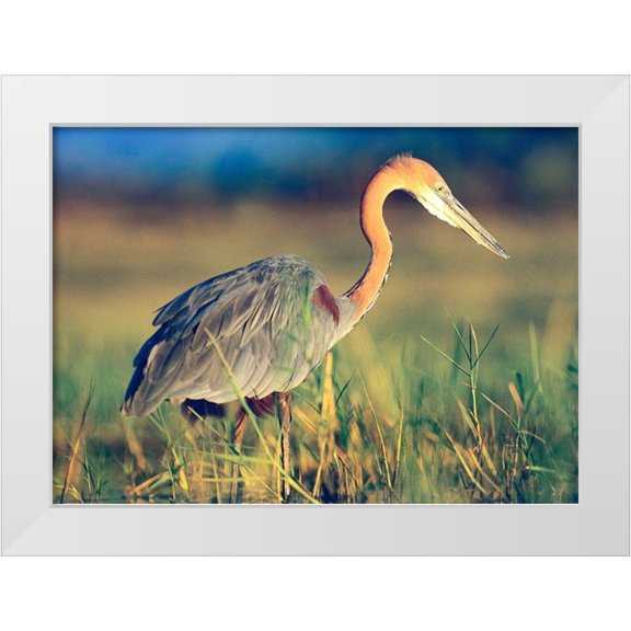 Fitzharris, Tim 14x11 White Modern Wood Framed Museum Art Print Titled - Goliath Heron