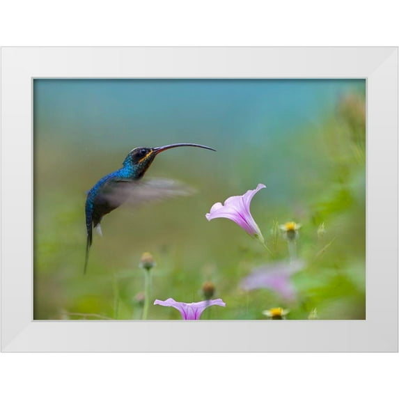 Fitzharris, Tim 14x11 White Modern Wood Framed Museum Art Print Titled - Green Hermit Hummingbird