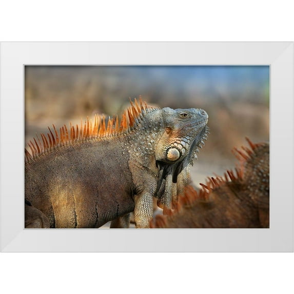 Fitzharris, Tim 14x11 White Modern Wood Framed Museum Art Print Titled - Green iguana