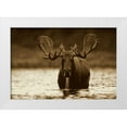 thumbnail image 1 of Fitzharris, Tim 14x11 White Modern Wood Framed Museum Art Print Titled - Moose male raising its head while feeding on the bottom of a lake, North America, 1 of 4