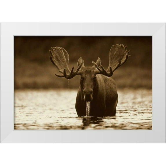 Fitzharris, Tim 14x11 White Modern Wood Framed Museum Art Print Titled - Moose male raising its head while feeding on the bottom of a lake, North America