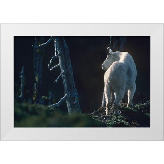 Fitzharris, Tim 14x11 White Modern Wood Framed Museum Art Print Titled - Mountain goat