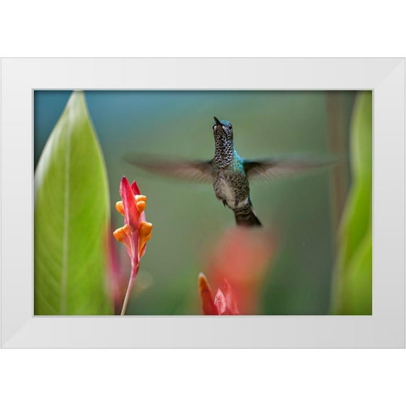 Fitzharris, Tim 14x11 White Modern Wood Framed Museum Art Print Titled - White Necked Jacobin Hummingbird Female