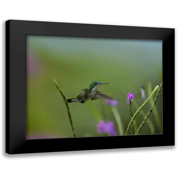 Fitzharris, Tim 14x12 Black Modern Framed Museum Art Print Titled - Andean Emerald Humming Bird