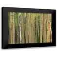 thumbnail image 1 of Fitzharris, Tim 14x12 Black Modern Framed Museum Art Print Titled - Aspen Grove I, 1 of 5