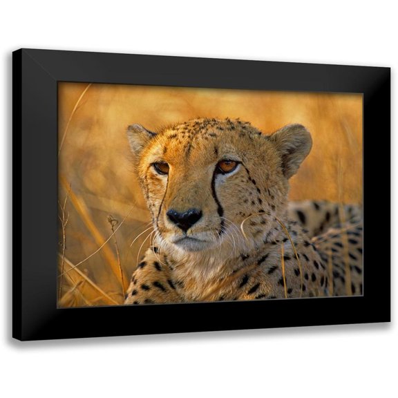 Fitzharris, Tim 14x12 Black Modern Framed Museum Art Print Titled - Cheetah