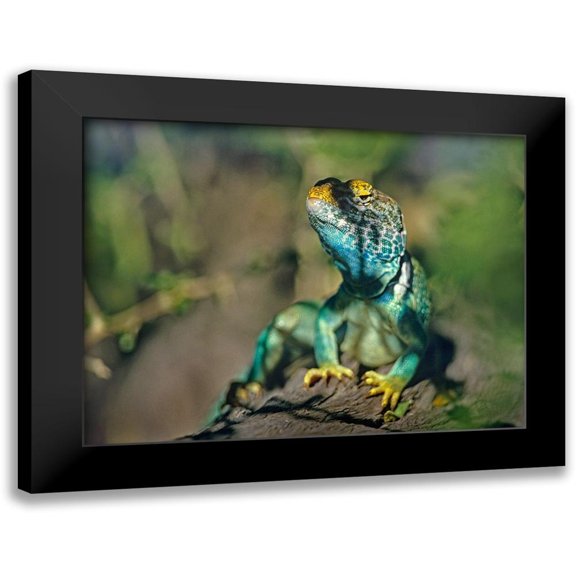 Fitzharris, Tim 14x12 Black Modern Framed Museum Art Print Titled - Collared Lizard