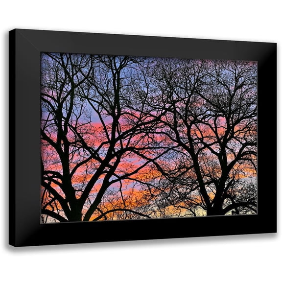 Fitzharris, Tim 14x12 Black Modern Framed Museum Art Print Titled - Cottonwood Tree at Sunset