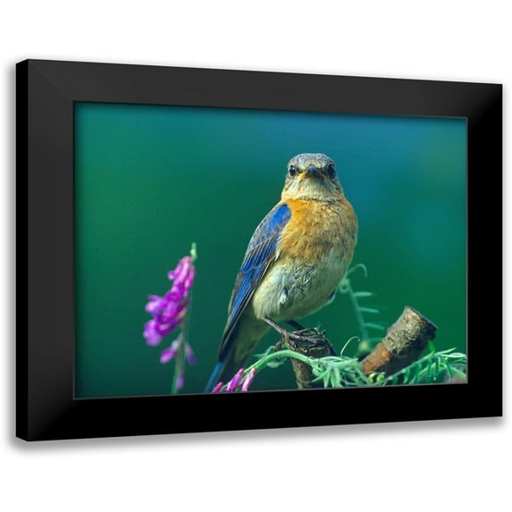 Fitzharris, Tim 14x12 Black Modern Framed Museum Art Print Titled - Eastern Bluebird Female II