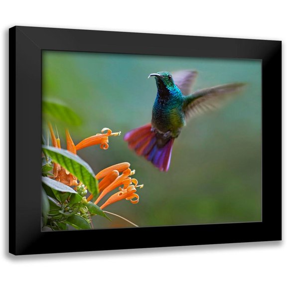 Fitzharris, Tim 14x12 Black Modern Framed Museum Art Print Titled - Green Breasted Mango Hummingbird at Flame Vine