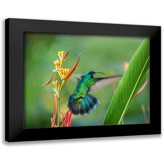 Fitzharris, Tim 14x12 Black Modern Framed Museum Art Print Titled - Green Violet T-Ear Hummingbird