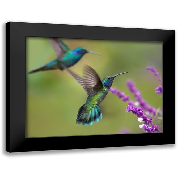 Fitzharris, Tim 14x12 Black Modern Framed Museum Art Print Titled - Green Violet T-Ear Hummingbird