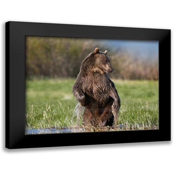 Fitzharris, Tim 14x12 Black Modern Framed Museum Art Print Titled - Grizzly bear