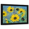 thumbnail image 1 of Tim Fitzharris 14x12 Black Modern Wood Framed Wall Art Titled - Priarie Sunflowers I, 1 of 6