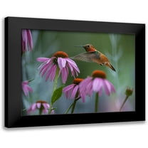 Fitzharris, Tim 14x12 Black Modern Framed Museum Art Print Titled - Rufous Hummingbird among Purple Coneflowers