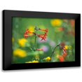 thumbnail image 1 of Fitzharris, Tim 14x12 Black Modern Framed Museum Art Print Titled - Scarlet Gilia, 1 of 5