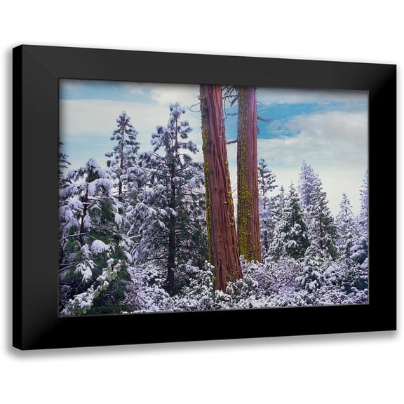 Fitzharris, Tim 14x12 Black Modern Framed Museum Art Print Titled - Sequoia Trees Mariposa Grove Yosemite National Park-California