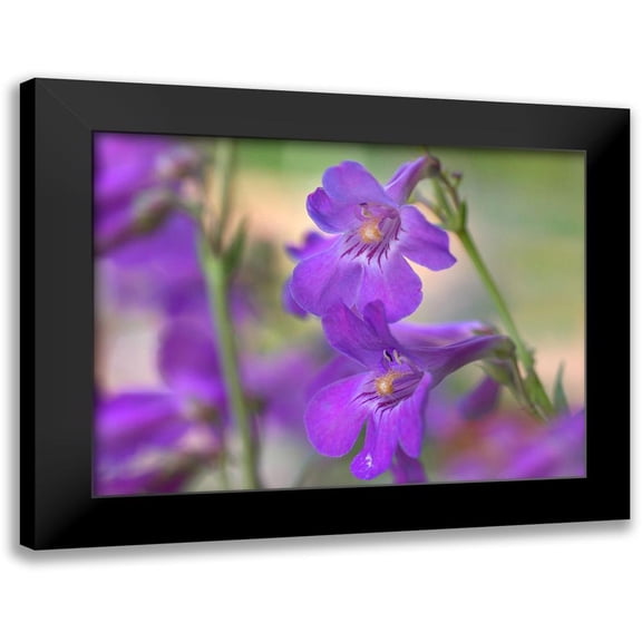 Fitzharris, Tim 14x12 Black Modern Framed Museum Art Print Titled - Sidebells Penstemon I