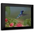 thumbnail image 1 of Fitzharris, Tim 14x12 Black Modern Framed Museum Art Print Titled - White Necked Jacobin Hummingbird, 1 of 5