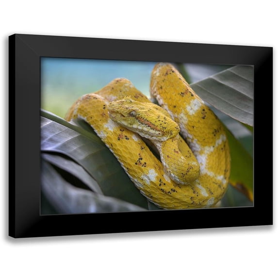 Fitzharris, Tim 14x12 Black Modern Framed Museum Art Print Titled - Yellow eyelash pit viper snake