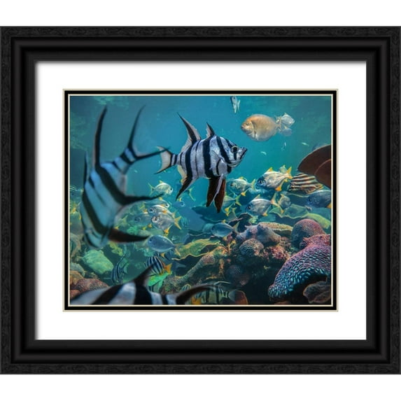 Fitzharris, Tim 14x12 Black Ornate Wood Framed with Double Matting Museum Art Print Titled - Angel fish and fusiliers-Perth Aquarium-Australia