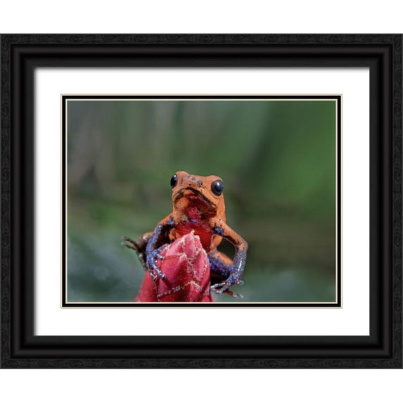 Fitzharris, Tim 14x12 Black Ornate Wood Framed with Double Matting Museum Art Print Titled - Blue jeans poison dart frog