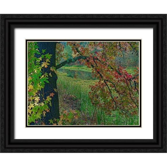Fitzharris, Tim 14x12 Black Ornate Wood Framed with Double Matting Museum Art Print Titled - Sweetgum along Wilton Landing-Millwood Lake-Arkansas
