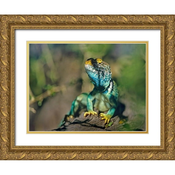 Fitzharris, Tim 14x12 Gold Ornate Wood Framed with Double Matting Museum Art Print Titled - Collared Lizard
