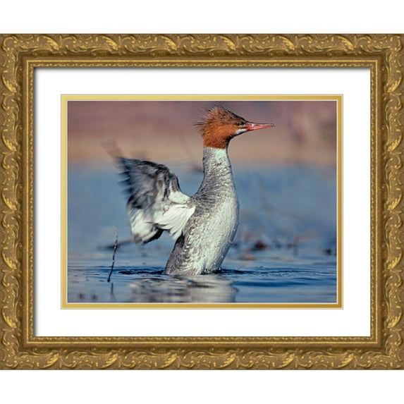 Fitzharris, Tim 14x12 Gold Ornate Wood Framed with Double Matting Museum Art Print Titled - Common Merganser