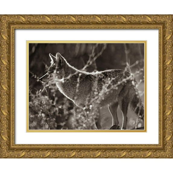 Fitzharris, Tim 14x12 Gold Ornate Wood Framed with Double Matting Museum Art Print Titled - Coyote Hunting Sepia