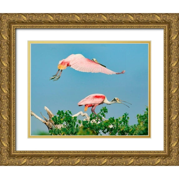 Fitzharris, Tim 14x12 Gold Ornate Wood Framed with Double Matting Museum Art Print Titled - Roseate Spoonbills on Nest-High Island-Texas USA