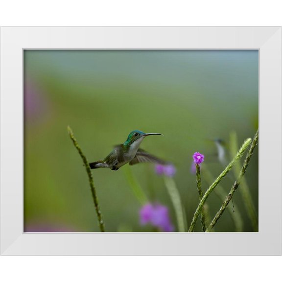 Fitzharris, Tim 14x12 White Modern Wood Framed Museum Art Print Titled - Andean Emerald Humming Bird