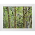 thumbnail image 1 of Fitzharris, Tim 14x12 White Modern Wood Framed Museum Art Print Titled - Aspen Grove III, 1 of 4