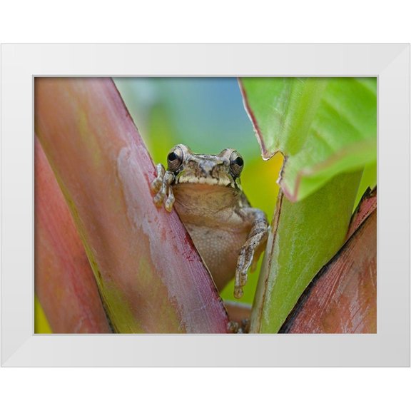 Fitzharris, Tim 14x12 White Modern Wood Framed Museum Art Print Titled - Baudins smilisca tree frog